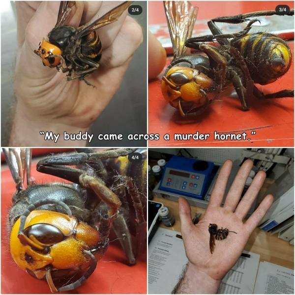 hornet - 24 34 "My buddy came across a murder hornet." 44