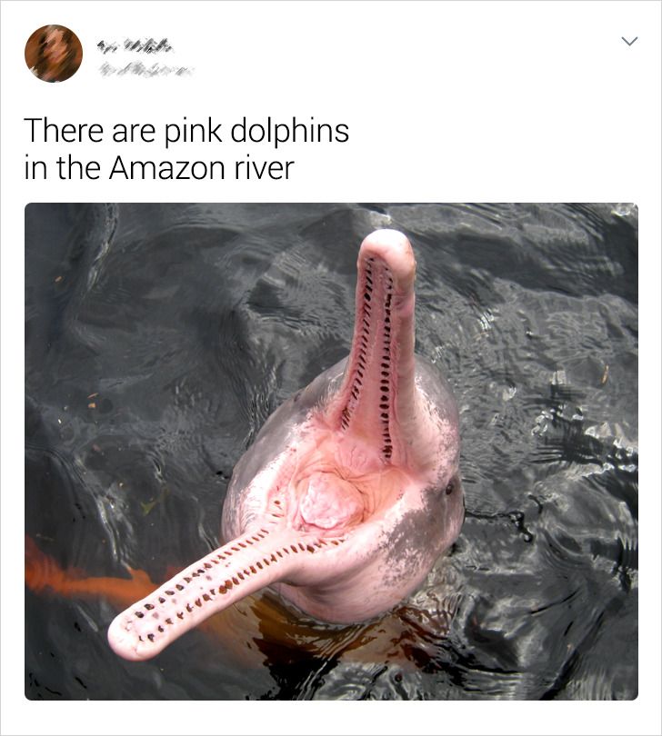 There are pink dolphins in the Amazon river
