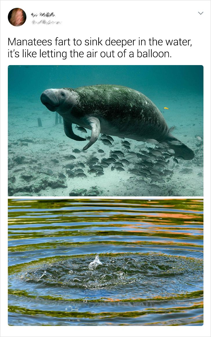 Manatees fart to sink deeper in the water, it's letting the air out of a balloon.