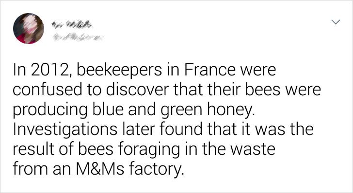 In 2012, beekeepers in France were confused to discover that their bees were producing blue and green honey. Investigations later found that it was the result of bees foraging in the waste from an M&Ms factory.