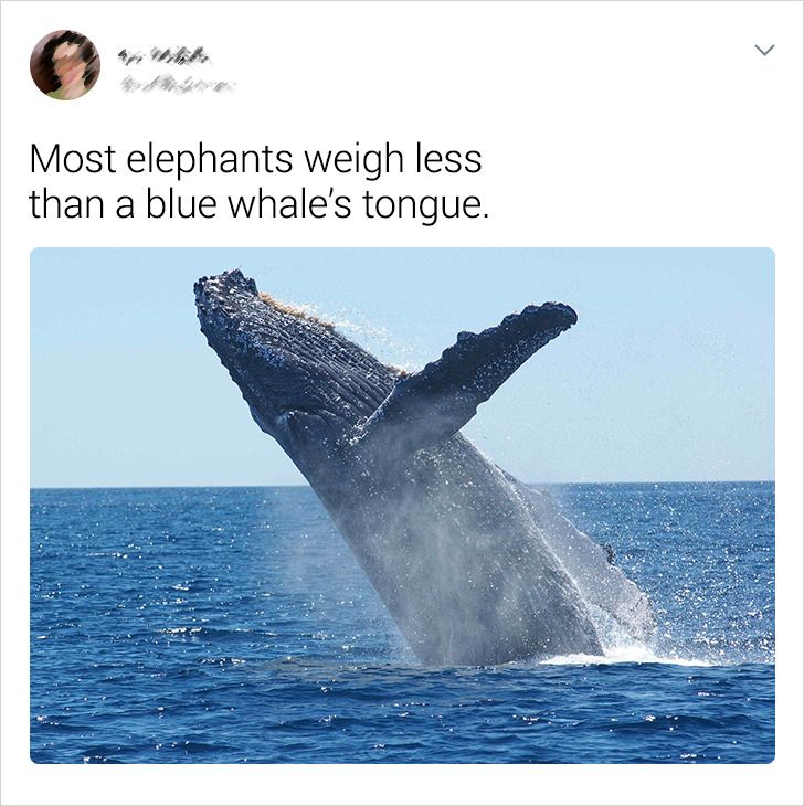 Most elephants weigh less than a blue whale's tongue.