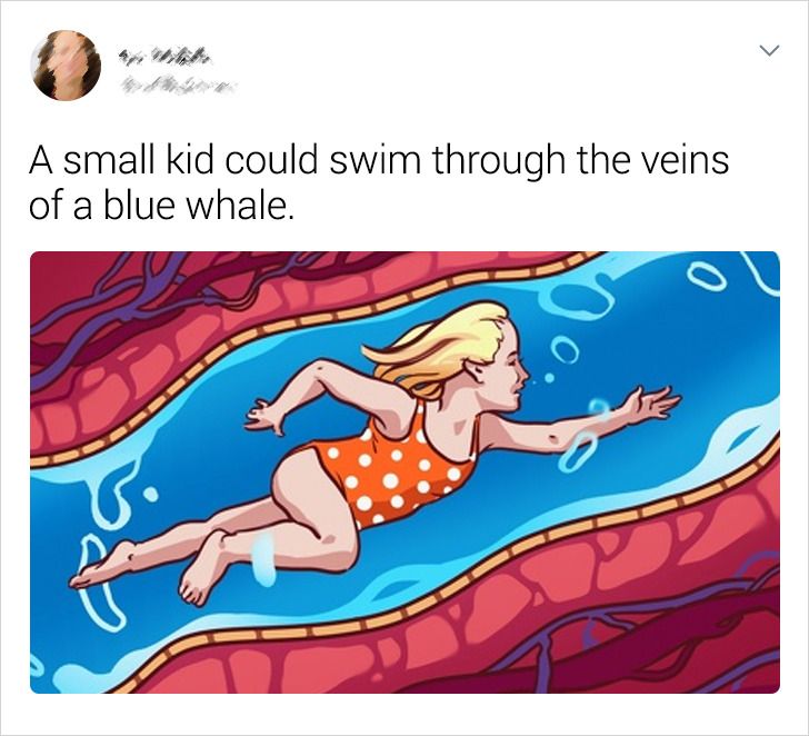 A small kid could swim through the veins of a blue whale.