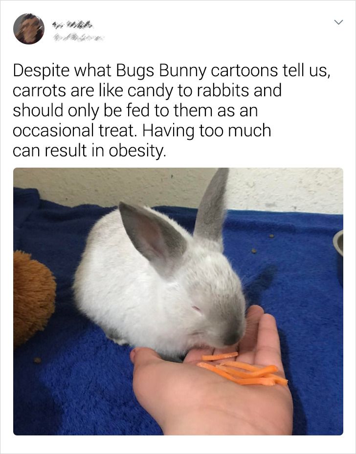 Despite what Bugs Bunny cartoons tell us, carrots are candy to rabbits and should only be fed to them as an occasional treat. Having too much can result in obesity.
