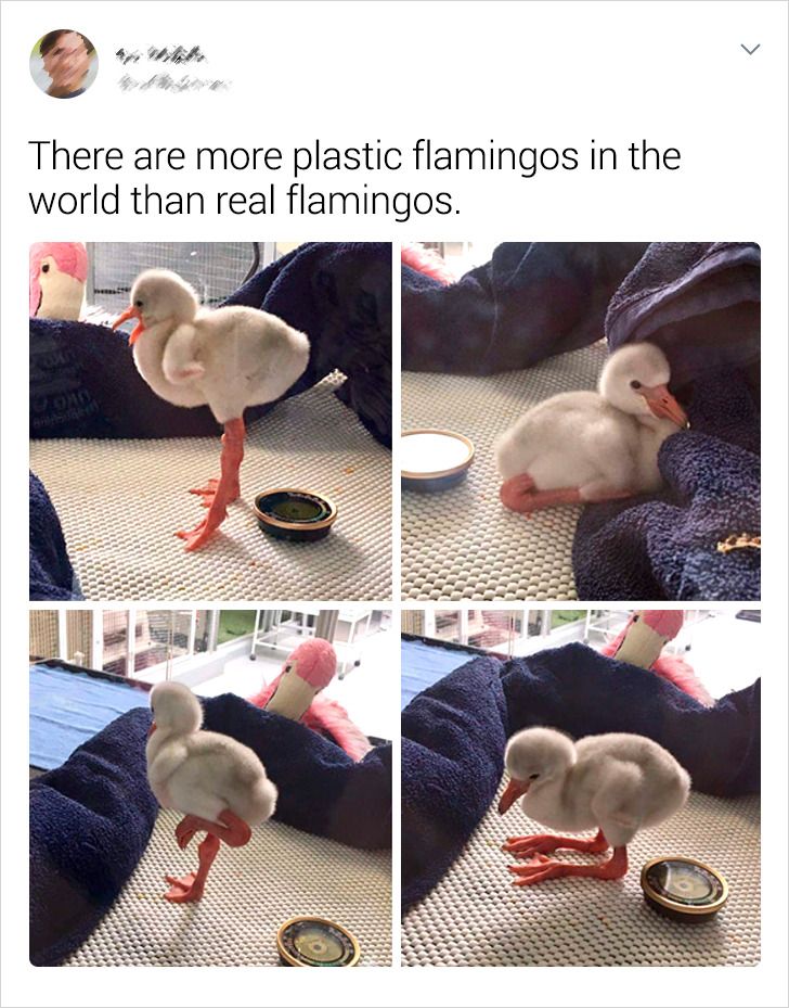 There are more plastic flamingos in the world than real flamingos.