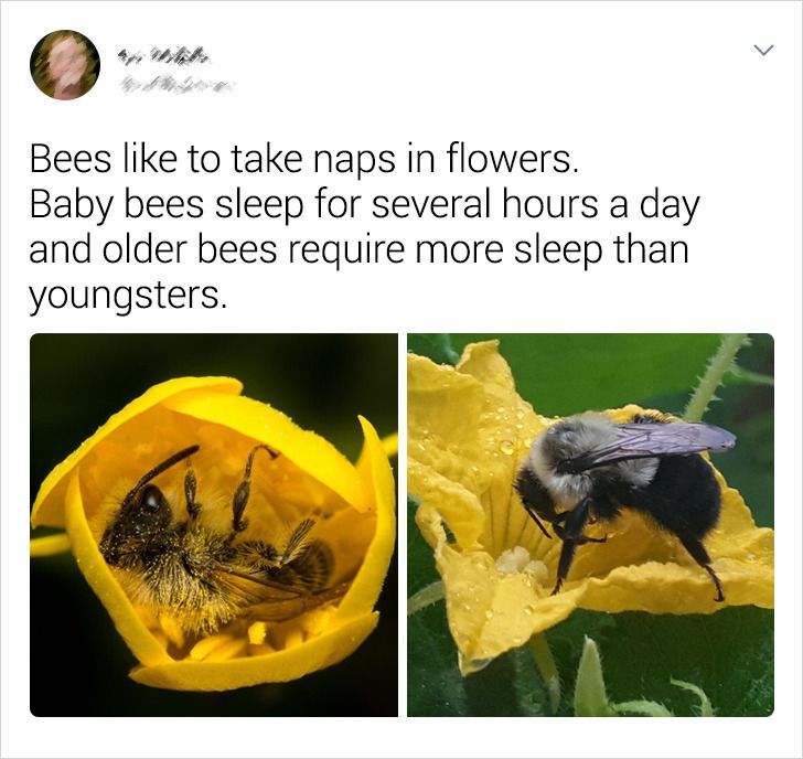 Bees to take naps in flowers. Baby bees sleep for several hours a day and older bees require more sleep than youngsters.