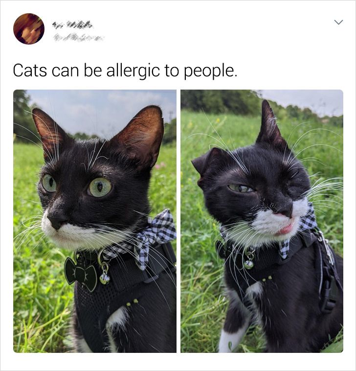 Cats can be allergic to people.
