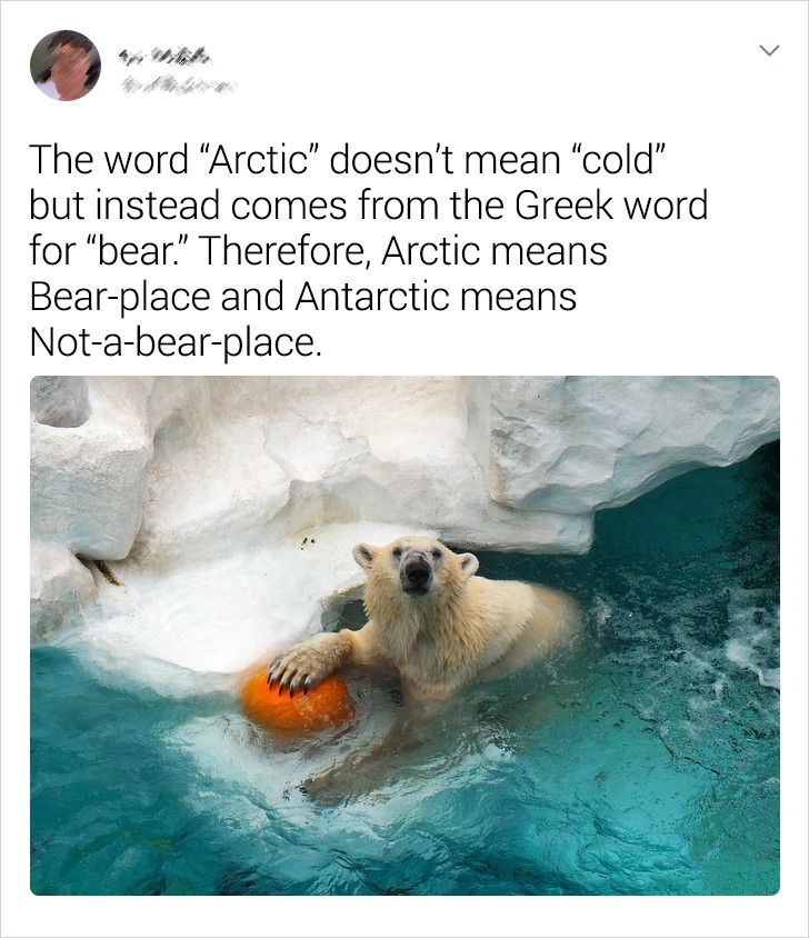 The word "Arctic doesn't mean cold" but instead comes from the Greek word for "bear. Therefore, Arctic means Bearplace and Antarctic means Notabearplace.