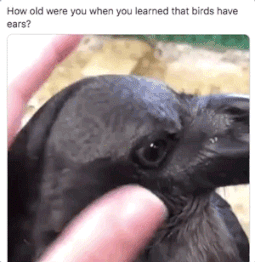 beak - How old were you when you learned that birds have ears?