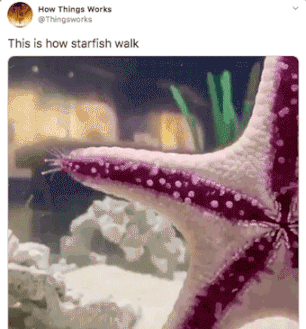 How Things Works Thingsworks This is how starfish walk