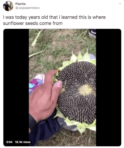video - Florito I was today years old that i learned this is where sunflower seeds come from 18.1M views