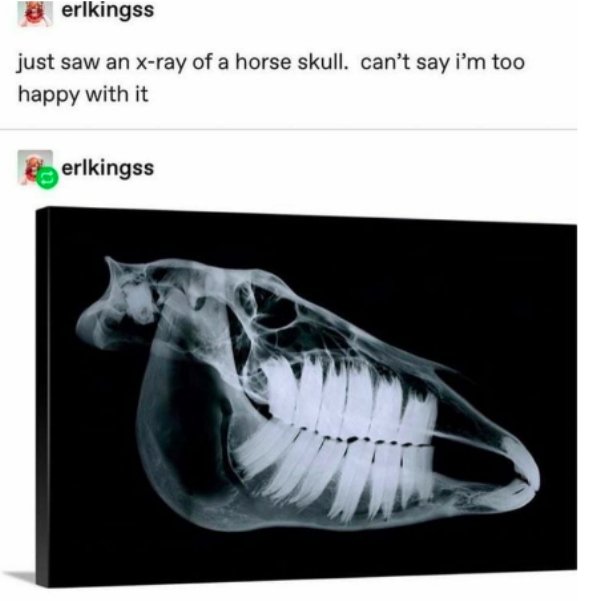 x ray of a horse skull - erlkingss just saw an xray of a horse skull. can't say i'm too happy with it erlkingss