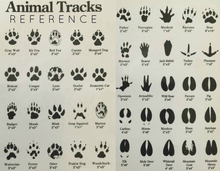 animal tracks reference - Animal Tracks Reference Fisher 29x2 Porcupine 3x2 Muskrat 1x2 Raccoon 3x3 Bear 8x10 Gray Wolf Kit Fox Red Fox 2x2 Coyote 2x2 Mongrel Dor 3x4 2"x2" Marmot 2"x3" Beaver 2x39 Jack Rabbit 2x3 Turkey 23 Pheasant 12" Bobcat 2x2" Cougar