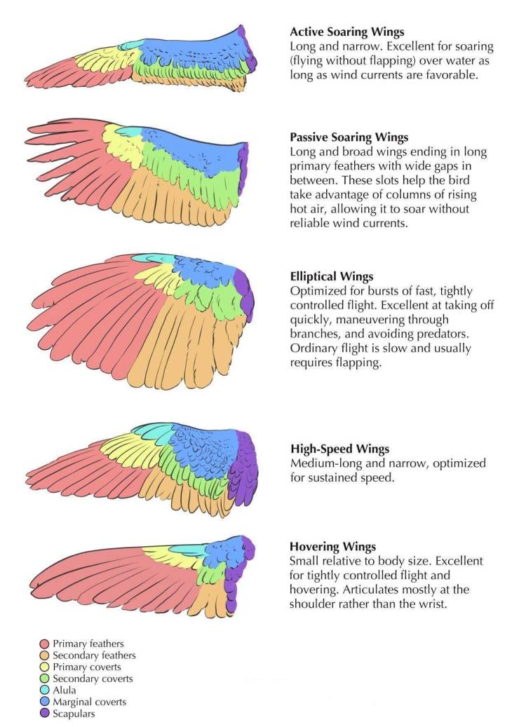 wing - Active Soaring Wings Long and narrow. Excellent for soaring flying without flapping over water as long as wind currents are favorable. Passive Soaring Wings Long and broad wings ending in long primary feathers with wide gaps in between. These slots