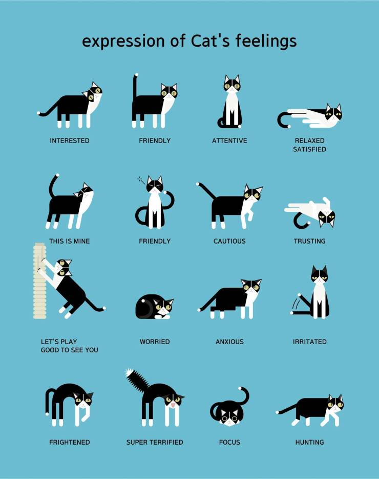 cat language - expression of Cat's feelings Interested Friendly Attentive Relaxed Satisfied This Is Mine Friendly Cautious Trusting Let'S Play Good To See You Worried Anxious Irritated Frightened Super Terrified Focus Hunting