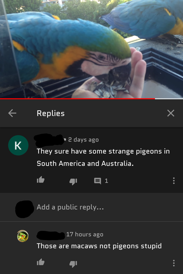 screenshot - Replies 2 days ago They sure have some strange pigeons in South America and Australia. 91 Add a public ... 17 hours ago Those are macaws not pigeons stupid