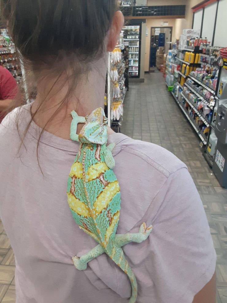 “Girl came into work today with a particularly colorful chameleon!”