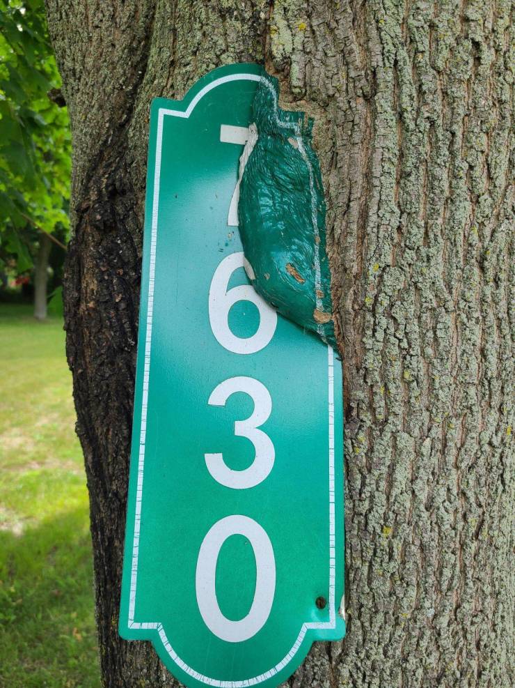 “The way this tree is stripping the paint off this sign only to cover itself in paint.”