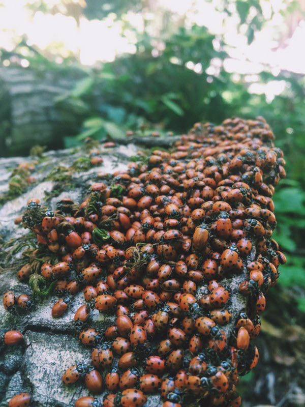 “These ladybugs I spotted on a hike!”