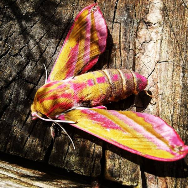 “Beautiful Elephant Hawk Moth found in my garden, UK.”