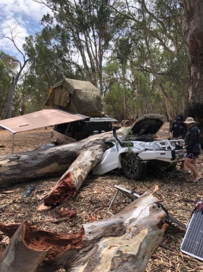 hilux crushed by tree