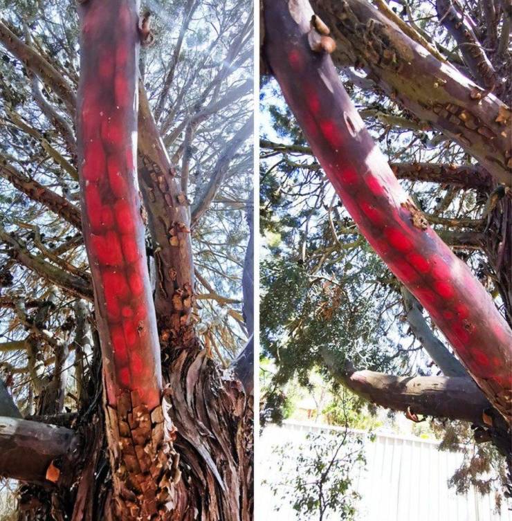 red tree bark