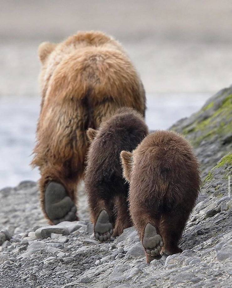 bear paws walking in unison