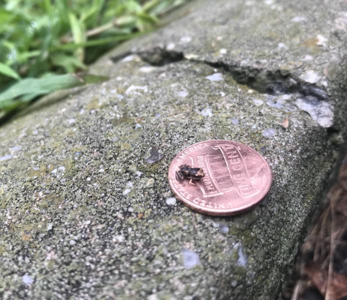 small frog on a penny
