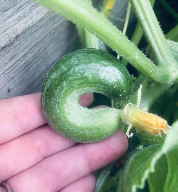 cucumber shaped like a letter c