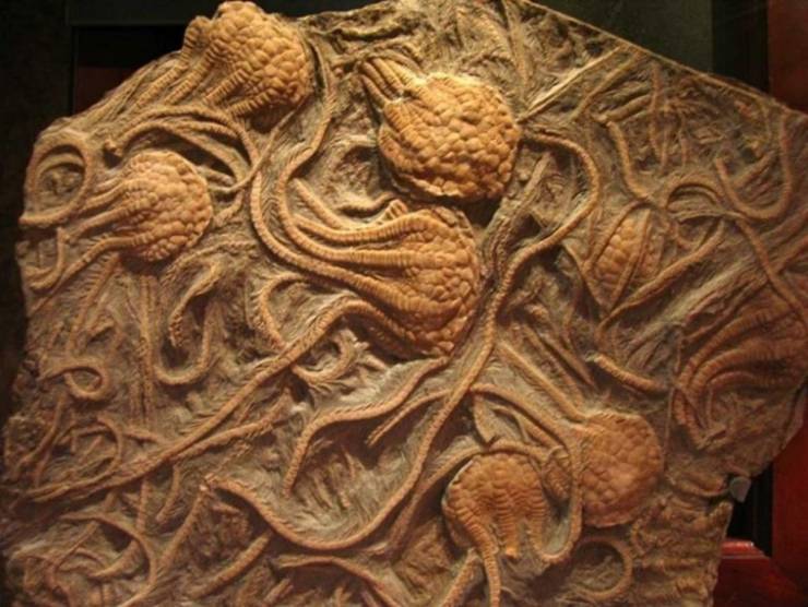 fossilized crinoids