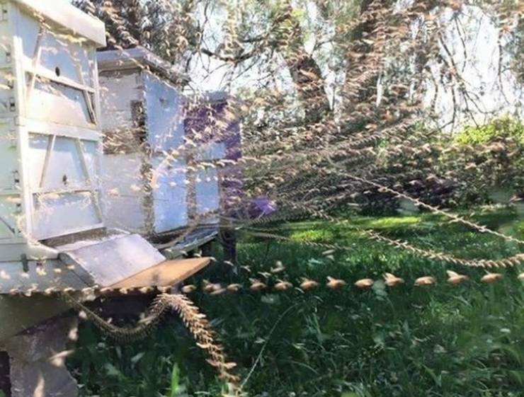 time lapse photo of bees