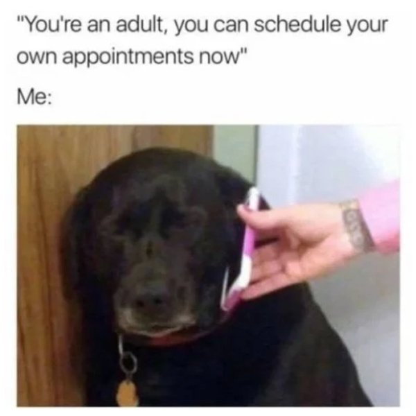 adulting memes - "You're an adult, you can schedule your own appointments now" Me