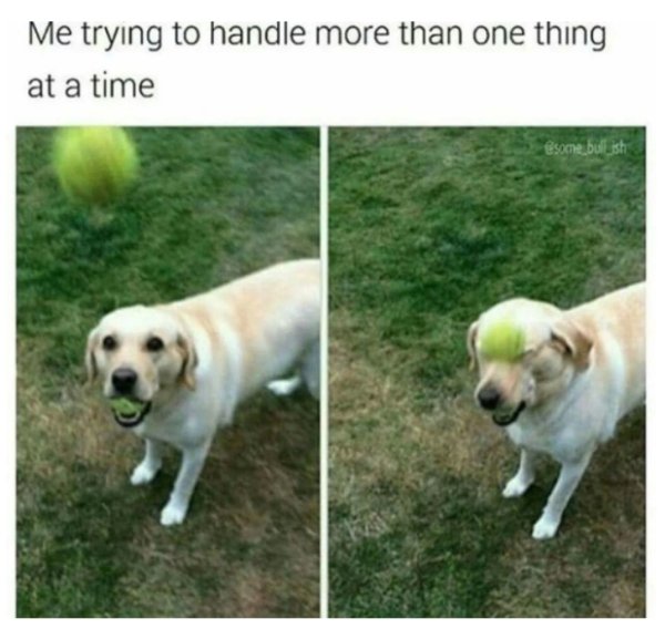 funny animal dank memes - Me trying to handle more than one thing at a time esomne, bul_ish