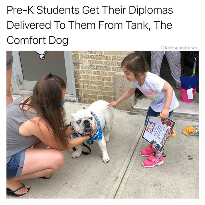 dog - PreK Students Get Their Diplomas Delivered To Them From Tank, The Comfort Dog Pr. K Diploma