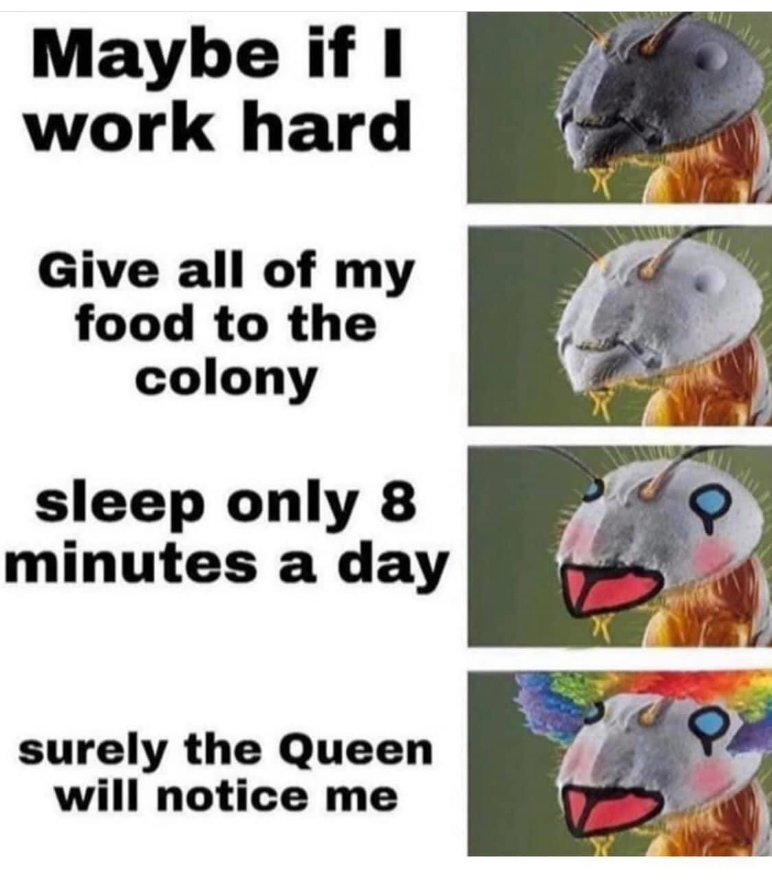 ant meme - Maybe if I work hard Give all of my food to the colony sleep only 8 minutes a day surely the Queen will notice me
