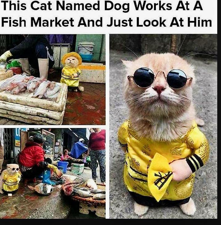 This Cat Named Dog Works At A Fish Market And Just Look At Him are