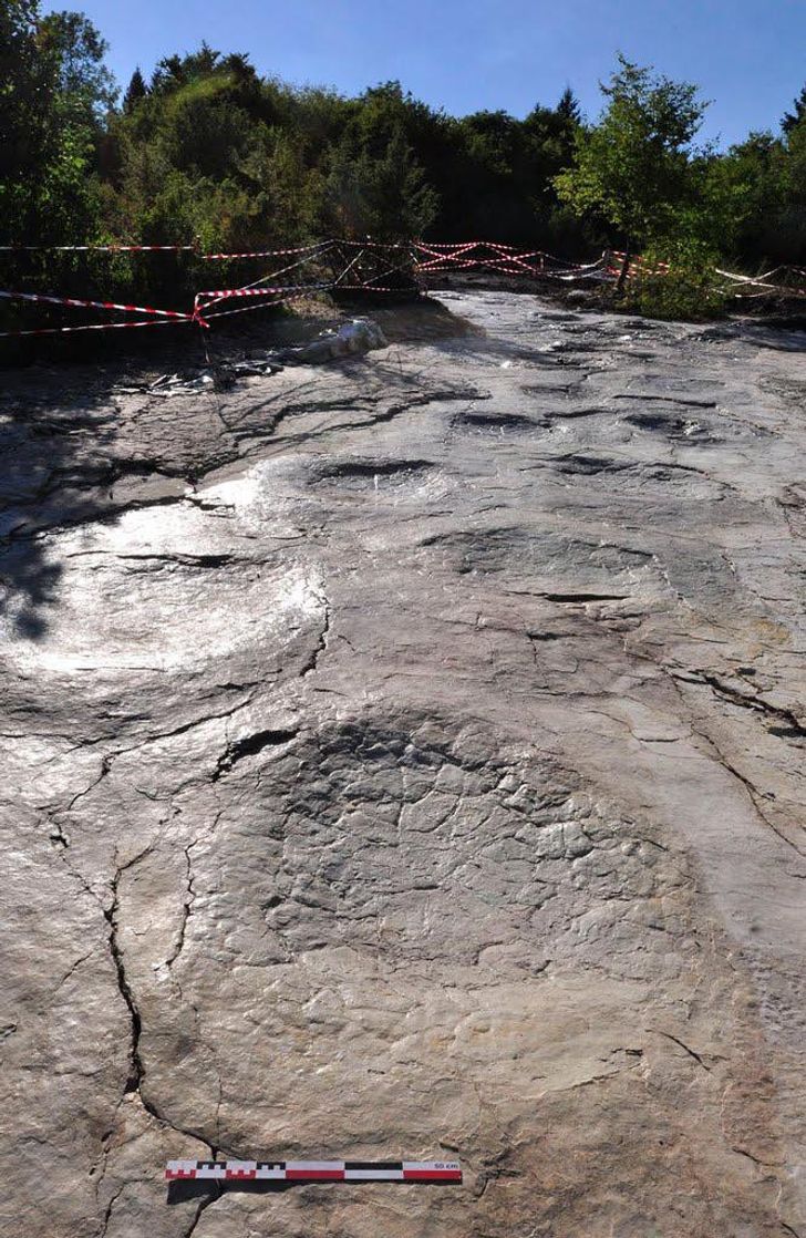 150-million-year-old dinosaur footprints found in France