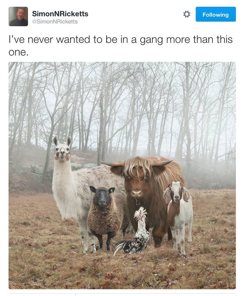 gang animals - SimonNRicketts ing I've never wanted to be in a gang more than this one.