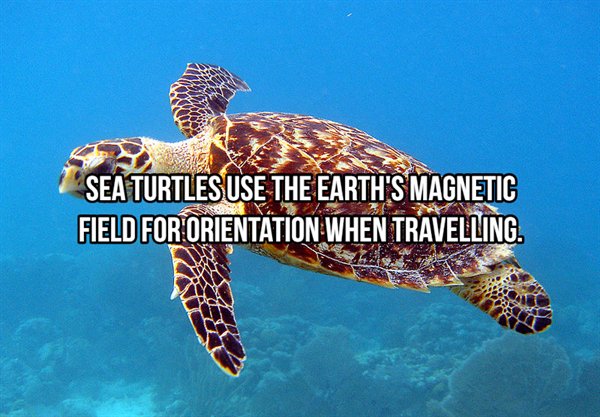 hawksbill sea turtle - Sea Turtles Use The Earth'S Magnetic Field For Orientation When Travelling.