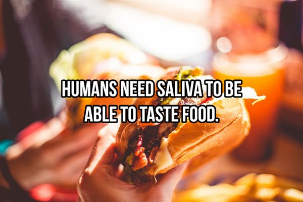Hamburger - Humans Need Saliva To Be Able To Taste Food