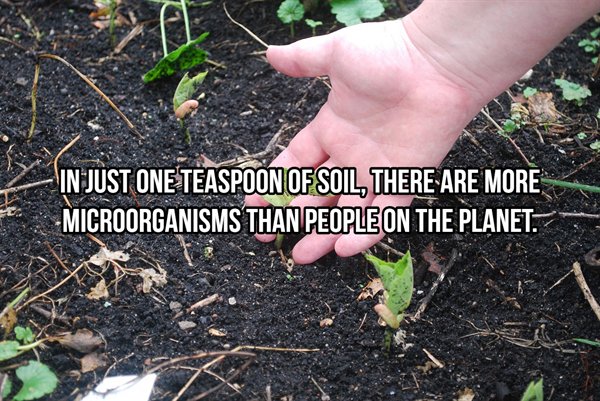 weeds in soil - In Just One Teaspoon Of Soil, There Are More Microorganisms Than People On The Planet.