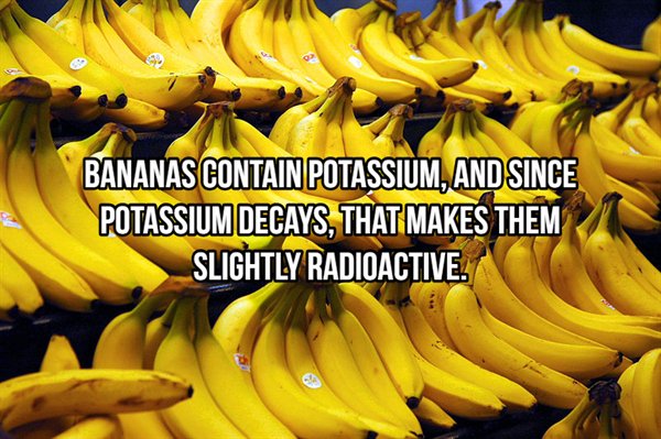 central america bananas - Bananas Contain Potassium, And Since Potassium Decays, That Makes Them Slightly Radioactive.
