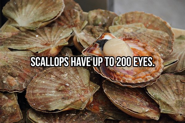 bc scallops - Scallops Have Up To 200 Eyes.