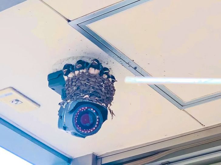 birds nesting around a security camera in the ceiling