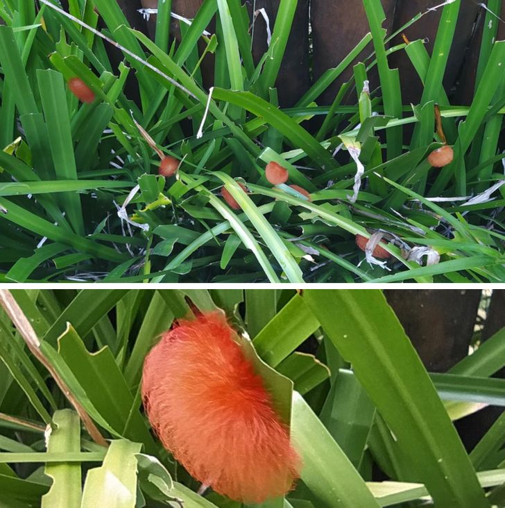 “These ultra-fluffy caterpillars appeared in my garden.”