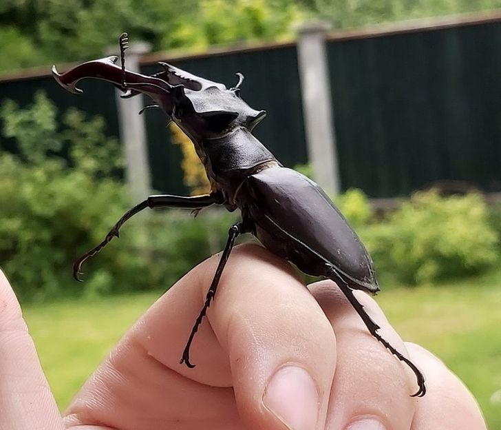 “I found this Stag beetle in my backyard.”