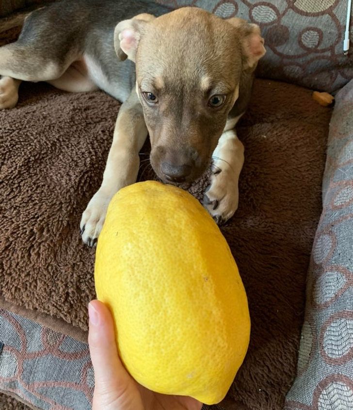 dog sniffing a really big lemon
