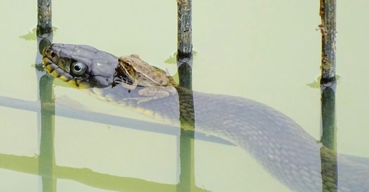 frog riding on top of a snake in the water