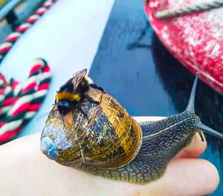 A snail decided to give a ride to a bee with one wing and broken legs.
