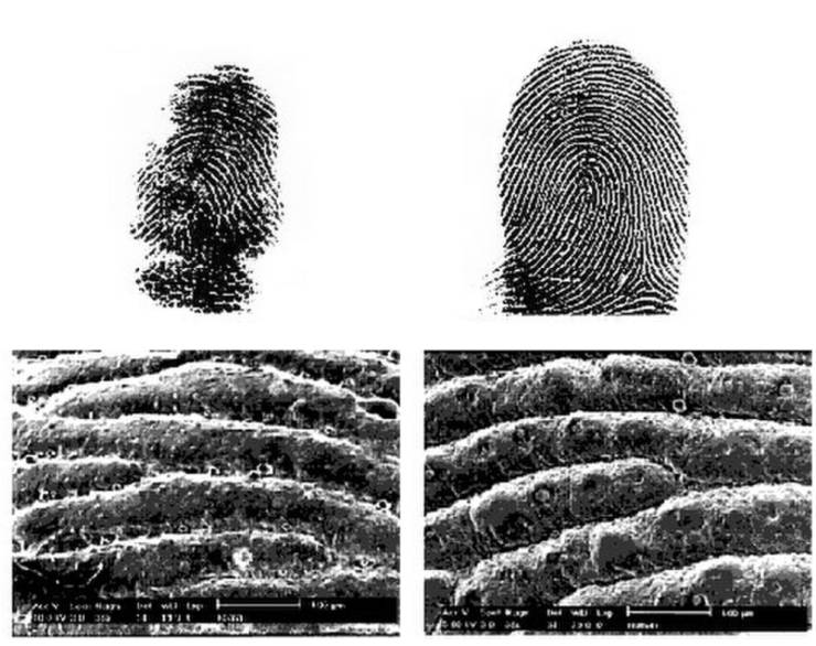 “A koalas fingerprint compared to one of a human. They're so similar that koala fingerprints have been mistaken for human ones at crime scenes.”
