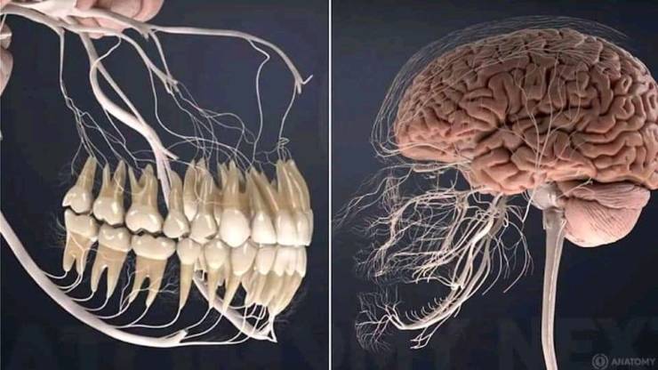 “This is what all the nerves related to your teeth look like.”